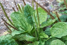 damar otu hakkında herşey