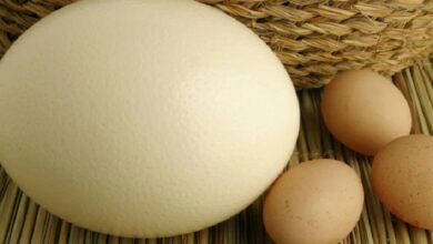 Deve Kuşu Yumurtası: Faydaları, Kullanım Alanları ve Sağlık İçin Öneriler