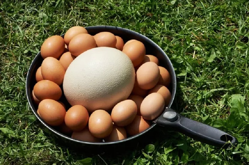 Deve Kuşu Yumurtası Nasıl Kullanılır? Pratik Tarifler ve Öneriler
