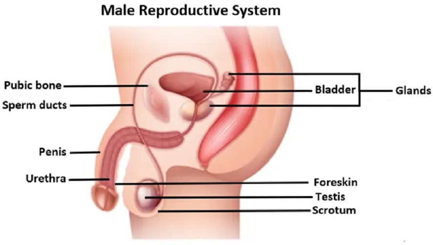 Erkek Üreme Sistemleri