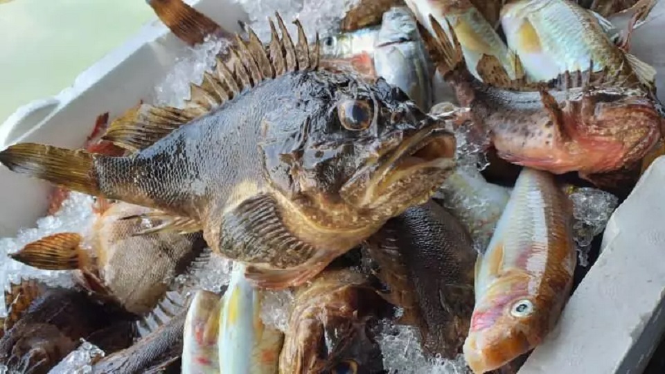 İskorpit Balığı Zehirlenmesinin Tedavisi Nasıldır?