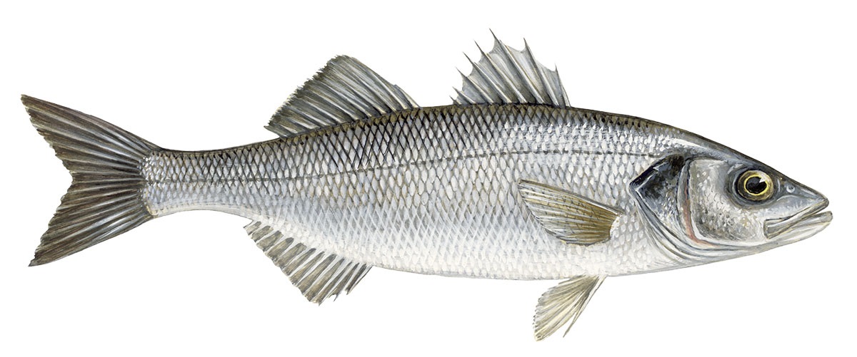 Levrek Balığı İle Hangi Yemekler Yapılabilir?