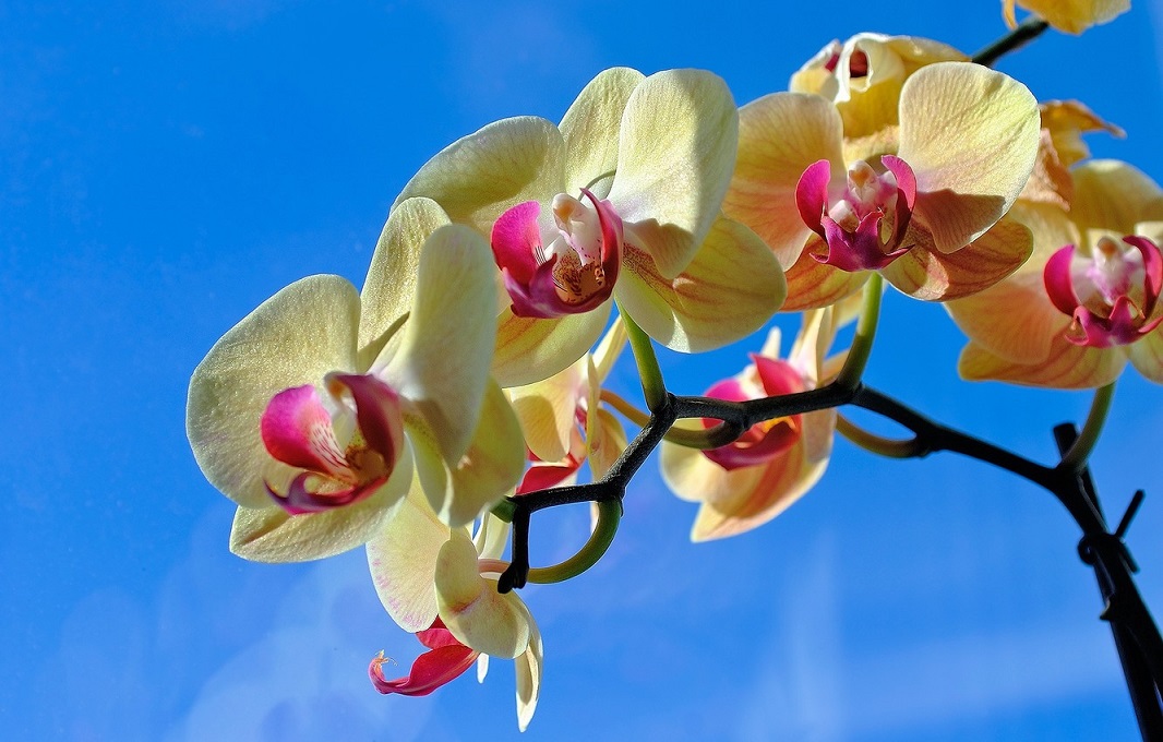 Orkide Toprağı Hazırlama İle İlgili Sıkça Sorulan Sorular