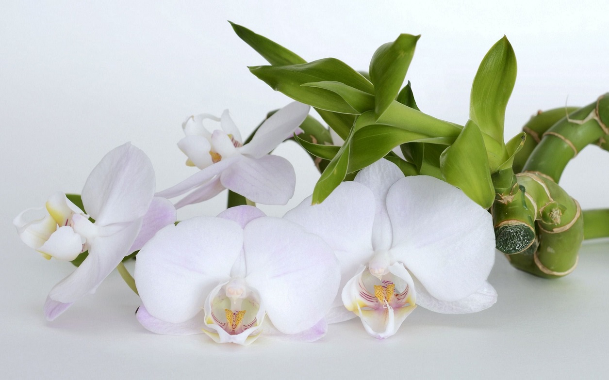 Orkide toprağı hazırlamak için malzemeleri nasıl temizlemelisiniz?