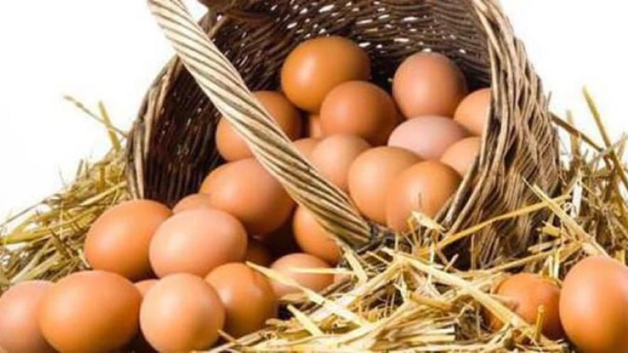 Yumurta Tüketimi ve Yüksek Kaliteli Protein İhtiyacı: